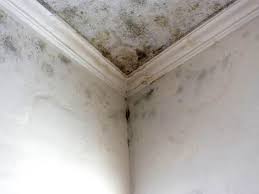 Reliable East Rockaway, NY Mold Inspection Solutions